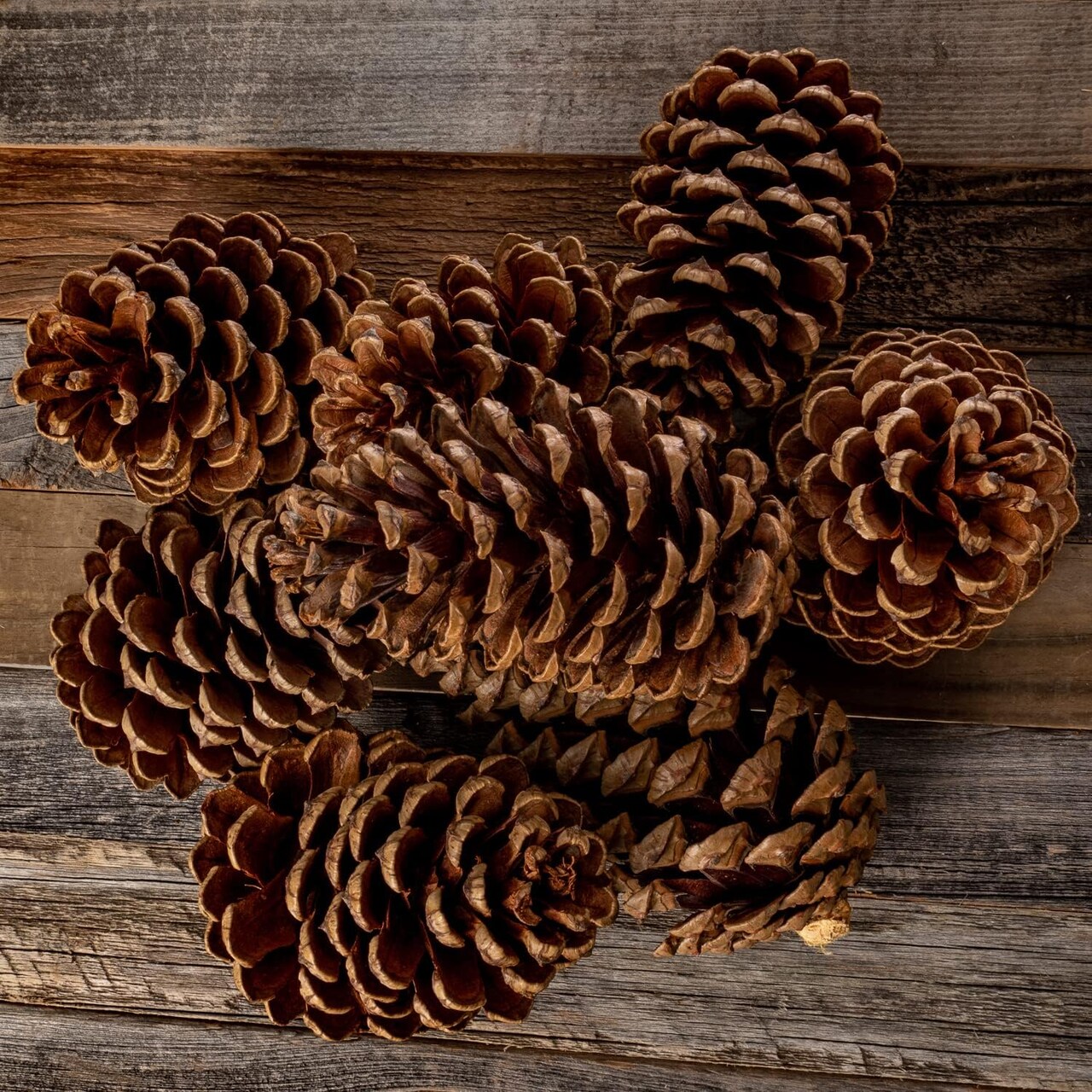 Cinnamon Pine Cones Scented - 50 Pieces Large 3-5 inches - Cinnamon Pinecones Decor - Rustic Christmas Decor - Pinecones - Pine Cone Ornaments - Pinecones for Crafts